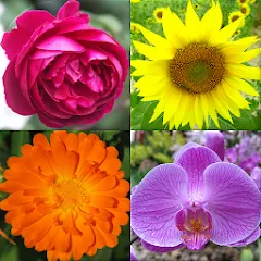 Скачать взломанную Flowers Quiz - Identify Plants  [МОД Бесконечные деньги] - стабильная версия apk на Андроид