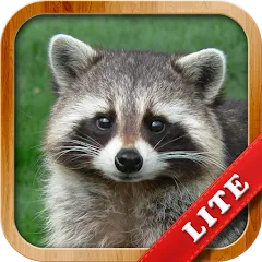 Взлом Animals for Kids  [МОД Menu] - стабильная версия apk на Андроид